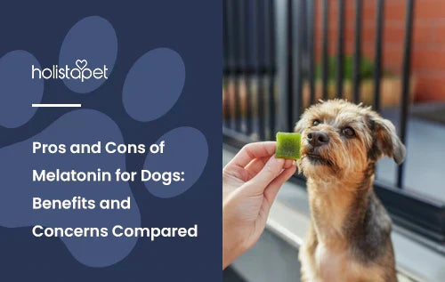 A dog looking at a melatonin gummy with the title "Pros and cons of melatonin for dogs".