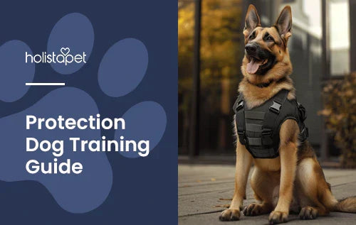 Protection Dog Training featured blig image by Holistapet. Shows a German Shepherd wearing a tactical outfit and standing at attention.