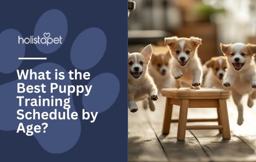HolistaPet blog header "What is the Best Puppy Training Schedule by Age?" with white-tan puppies running past a wood stool