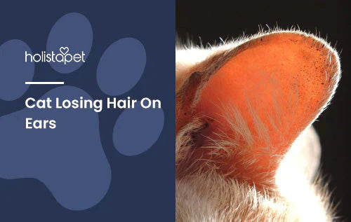 Guide on what to do if the cat is losing hair on ears