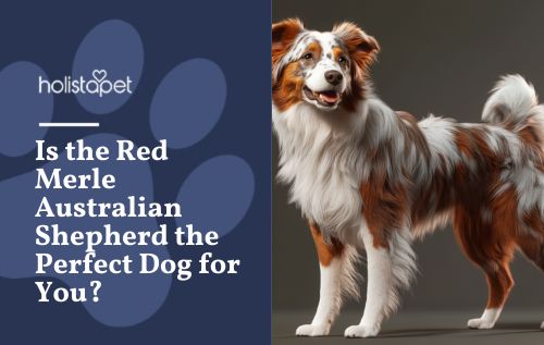 A red merle australian shepherd standing in a room.