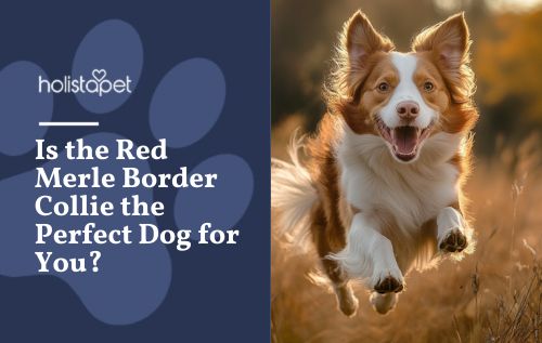 A Red Merle Border Collie running through a wheat field.