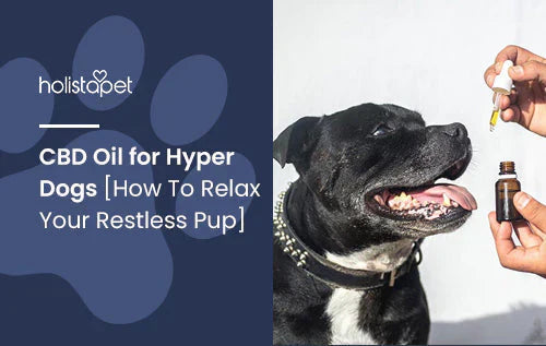 How to calm hyper dogs using CBD oil