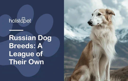 Russian Dog Breeds: Which One Is Right for You?