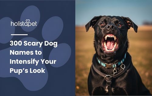 A black dog with its mouth open wearing a light blue collar in a field, representing ideas for scary dog names