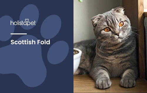 Feature Image by Holistapet Scottish Fold Information