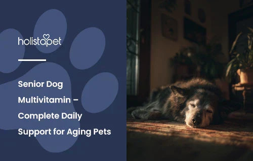 An older looking dog sleeping in a living room.