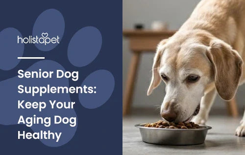 Senior Dog Supplements featured blog image by Holistapet. Shows an older tan dog eating from a feeding dish.