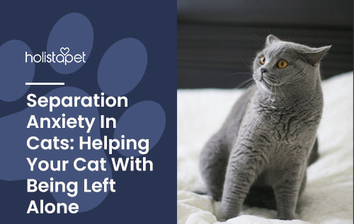 Separation Anxiety In Cats: Helping Your Cat With Being Left Alone