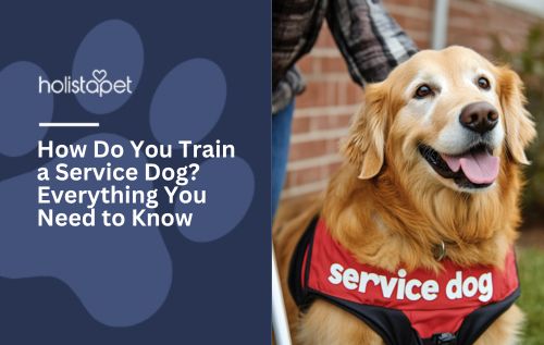 How Do You Train a Service Dog? Everything You Need to Know