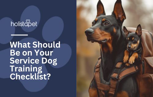 A Doberman with a vest and pack on with a little Doberman puppy peaking out of the bag.