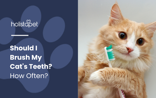 Should I Brush My Cat's Teeth?' featured blog image by Holistapet, depicting a cat holding a toothbrush, highlighting feline dental care.