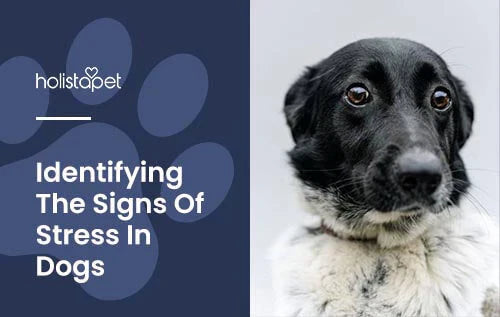 Is your dog stressed