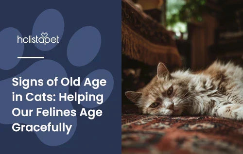 signs of old age in cats (featured blog image by Holistapet) shows a senior cat lying down on a living room carpet