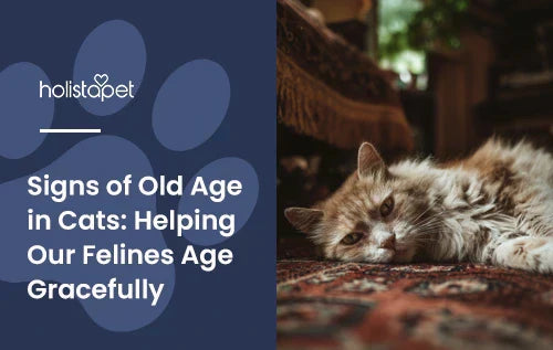 An older looking cat lying down in a living room with the title "Signs of old age in cats".