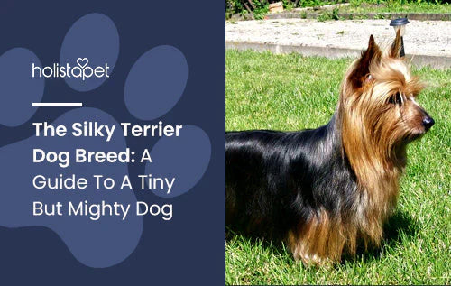 Complete Guide of Silky Terrier