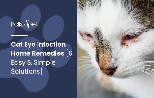 Cat's Eye Infection Home Remedies