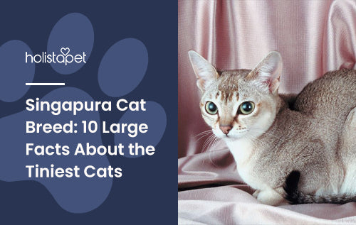 HolistaPet blog header "Singapura Cat Breed: 10 Large Facts About the Tiniest Cats" beside a fawn ticked cat on pink fabric.