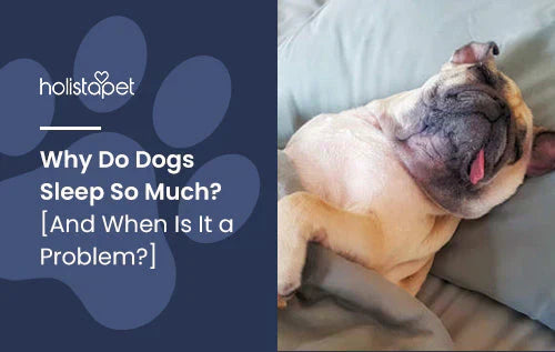 Why your dogs sleeps a lot