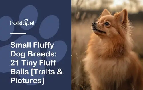 Small Fluffy Dogs