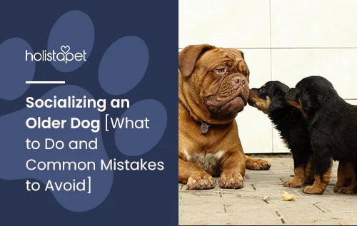 Guide for Socializing Old Dogs