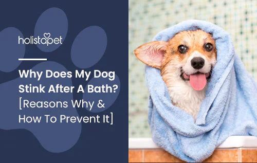 Why is your dog smelly after bathing