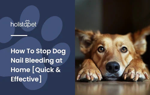 A dog laying down with very long nails on it's front paws.