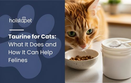 Close-up of an orange cat with green eyes eating dry food, highlighting taurine for cats.