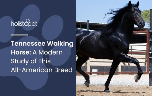 Information about the majestic Tennessee Walking Horse