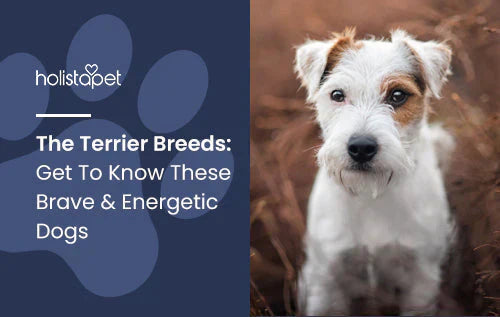 Terrier Breeds Fun Facts