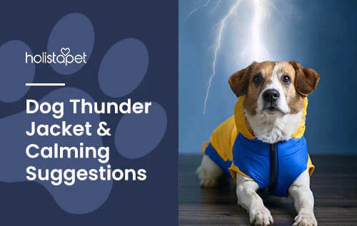 What Is a Thunder Jacket for Dogs?
