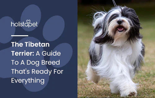 Tibetan Terrier Dog Complete Guide
