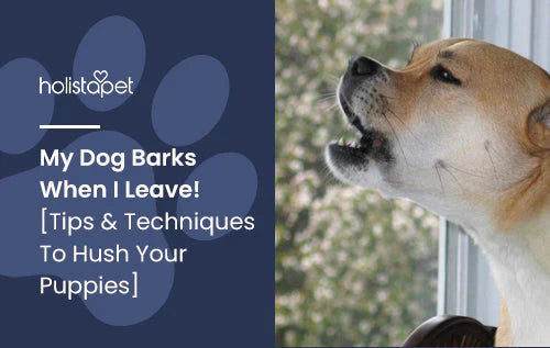 Tips for barking dogs when you leave
