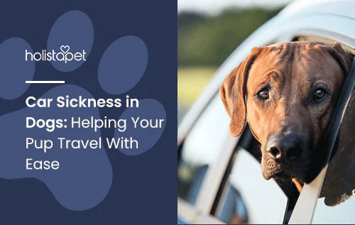 How to travel with dogs with car sickness