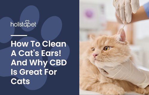 guide on how to clean your cat's ears