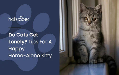 guide about alone cats at home