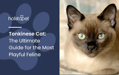 Tonkinese Cat: The Ultimate Guide