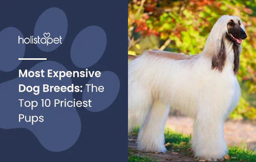 List of most expensive dog breeds info