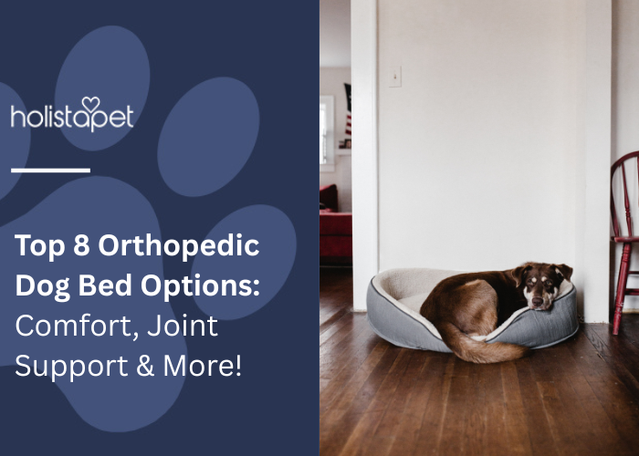 Top 8 Orthopedic Dog Bed Options featured blog image by Holistapet. Shows a dog lying on a cushioned orthopedic dog bed in a cozy indoor space.