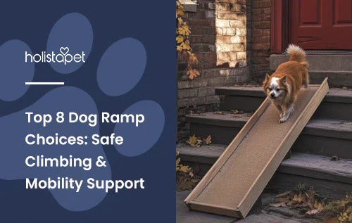 A small old orange dog walking down a dog ramp on the front steps of a house.