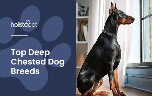Top dog breeds with a deep chest