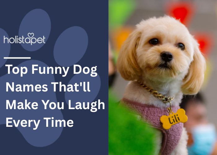 Top Funny Dog Names Feature Image by Holistapet