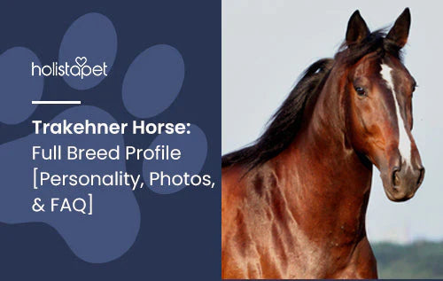Full Breed Profile for Trakehner Horse