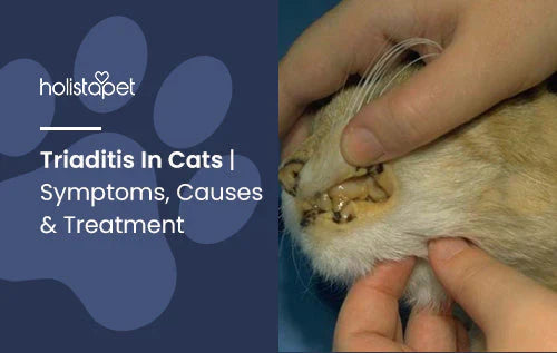 Symptoms and causes for triaditis in cats