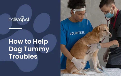 How to help my dog with tummy troubles