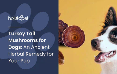 Are Turkey Tail Mushrooms Safe for Dogs