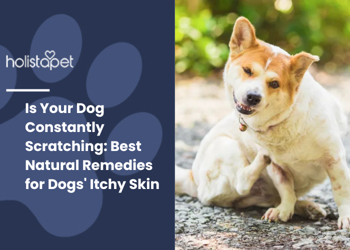 Dog having an itchy skin and scratching his body