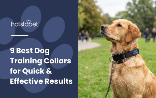 9 Best Dog Training Collars for Quick & Effective Results