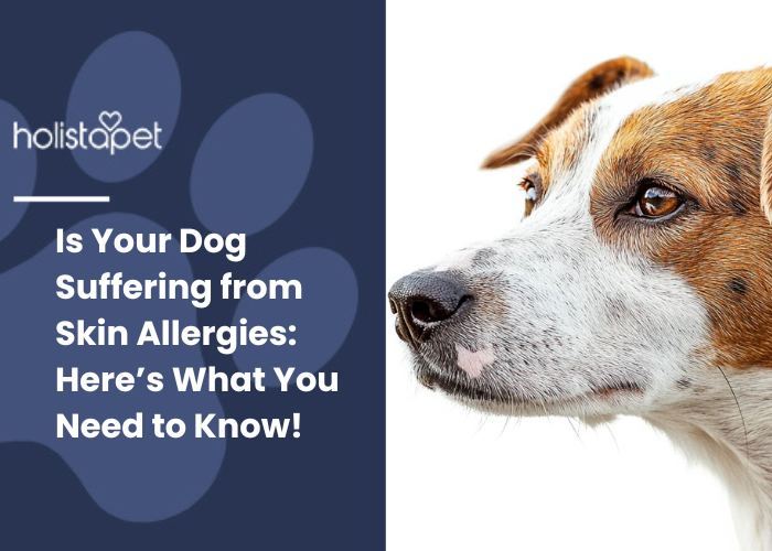 A serious jack russel dog staring to something