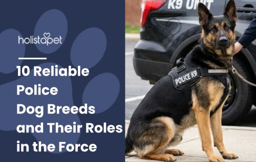 HolistaPet blog header "10 Reliable Police Dog Breeds" with German Shepherd in K9 vest by a police car